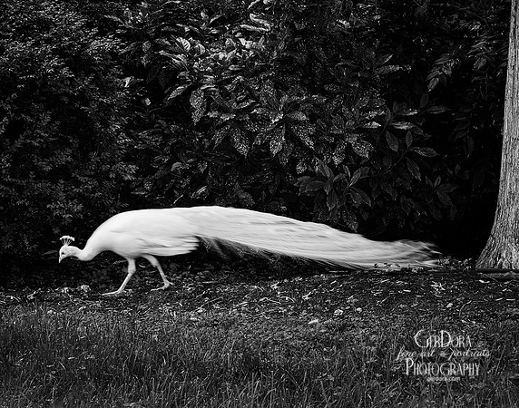 White Peacock
