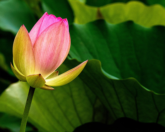 Blooming Lotus