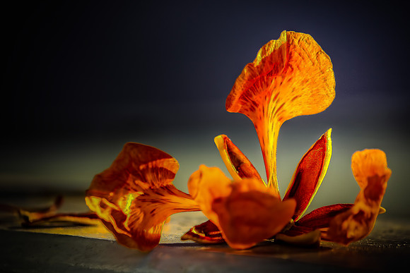 Flamboyan Bloom
