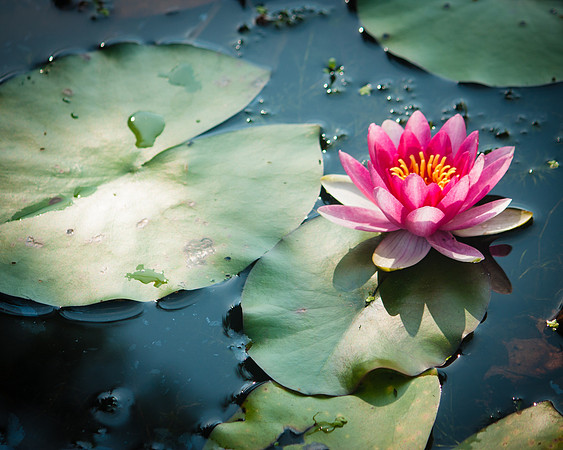 Lilypads