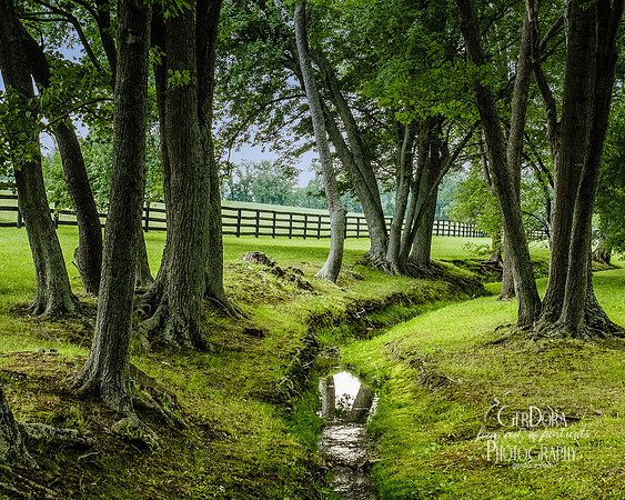 Fine art color photograph of tress along a creek taken in Upperville VA