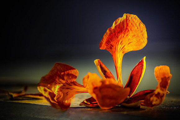 Flamboyan Bloom