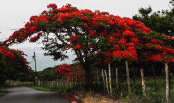 Flamboyan Tree in Bloom