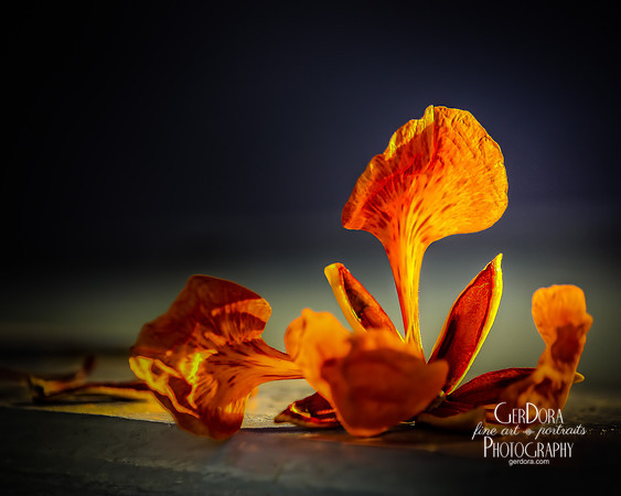 Flamboyan Bloom_1550