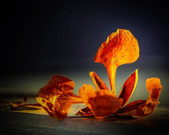 Flamboyan Bloom