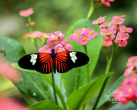 Doris Longwing Butterfly